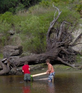 fossils